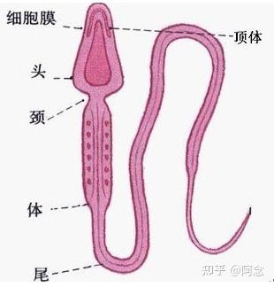 精子畸形率锌硒宝