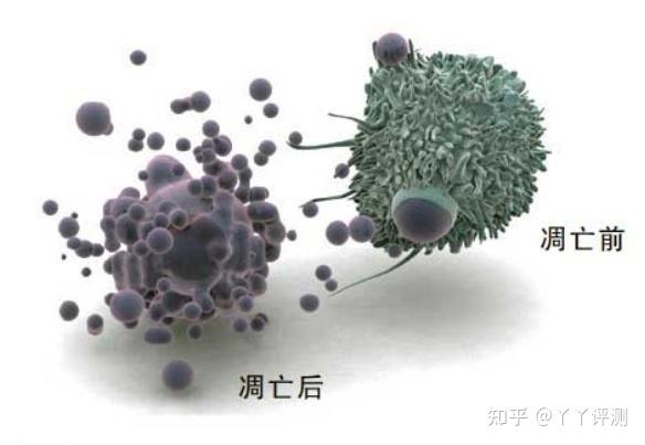 女人能吃硒锌宝吗