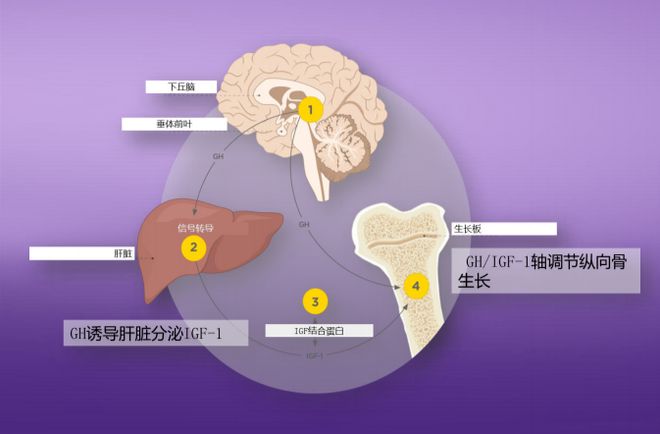 胶原骨髓咀嚼片补钙吗