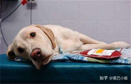 狗狗缺微量元素的症状