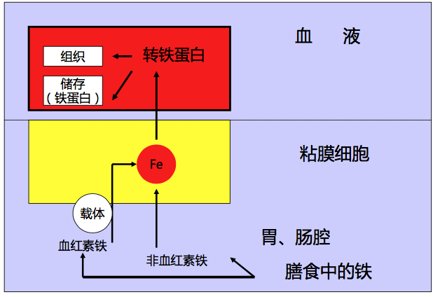 葡萄补铁吗