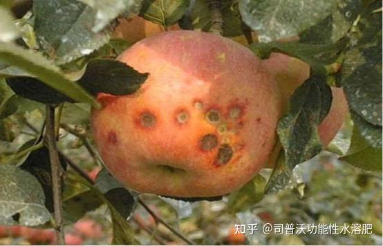 苹果补钙吗