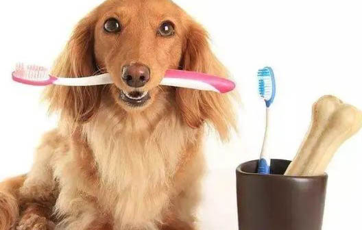狗狗吃什么补充微量元素