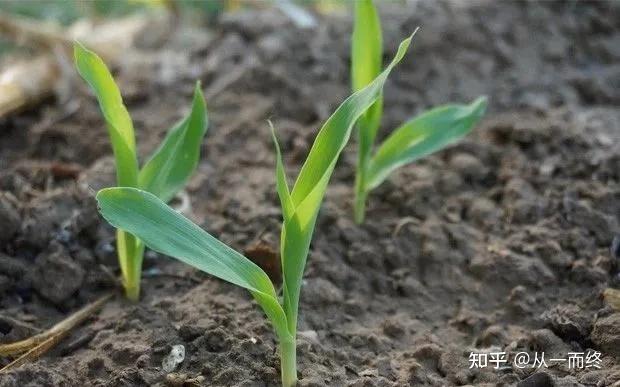 常见微量元素