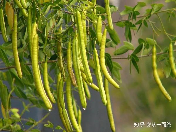 常见微量元素