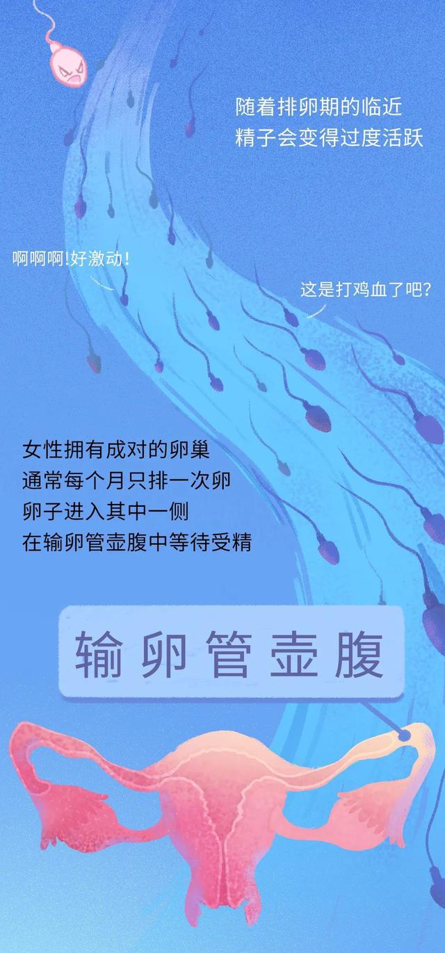 男士男宝备孕锌硒