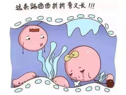 男士男宝备孕锌硒