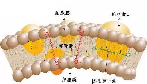 微量元素硒