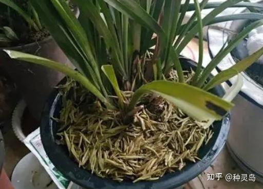 铁属于微量元素吗