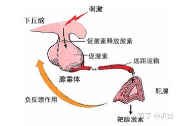 甲减补硒需要补多少