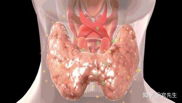 甲状腺补硒 吃什么