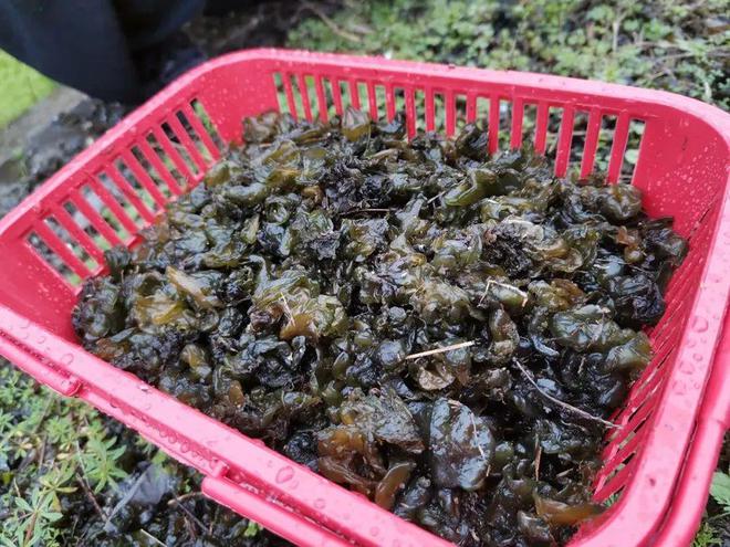 比牛奶还补钙的5种蔬菜