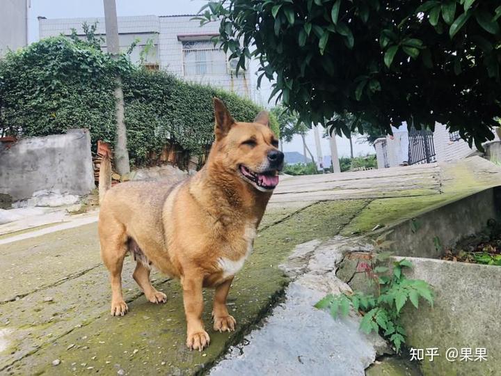 狗狗微量元素