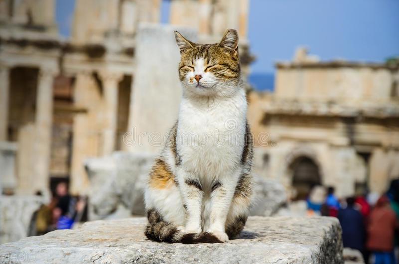 猫 补钙