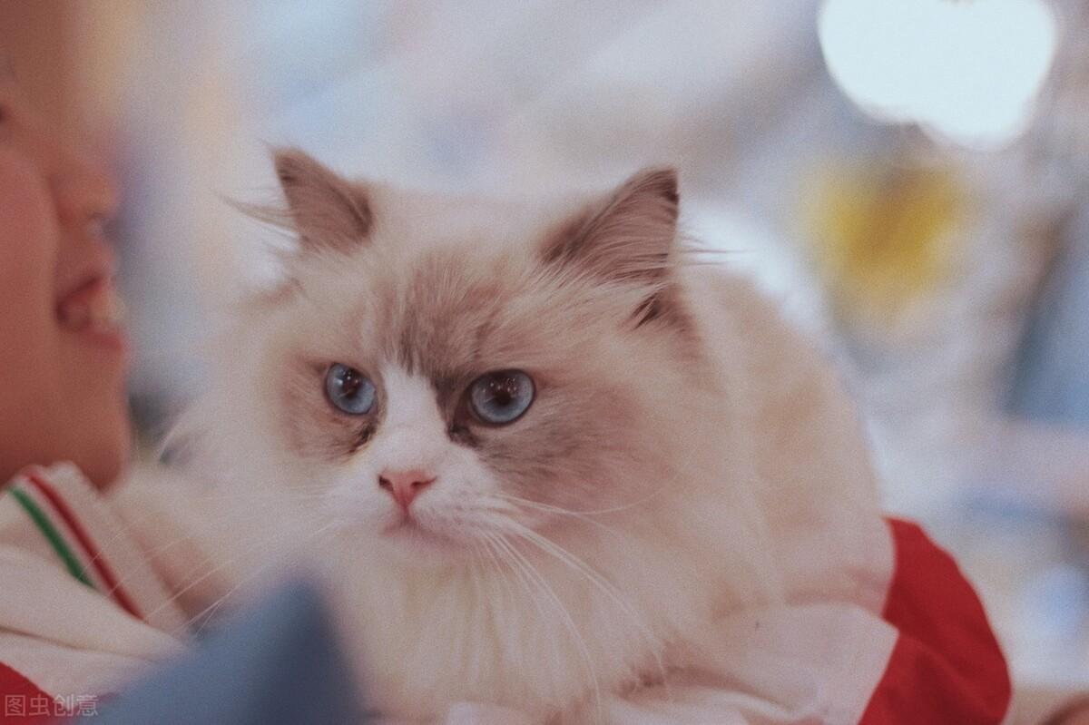 猫 补钙
