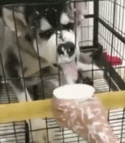 狗狗吃什么补钙