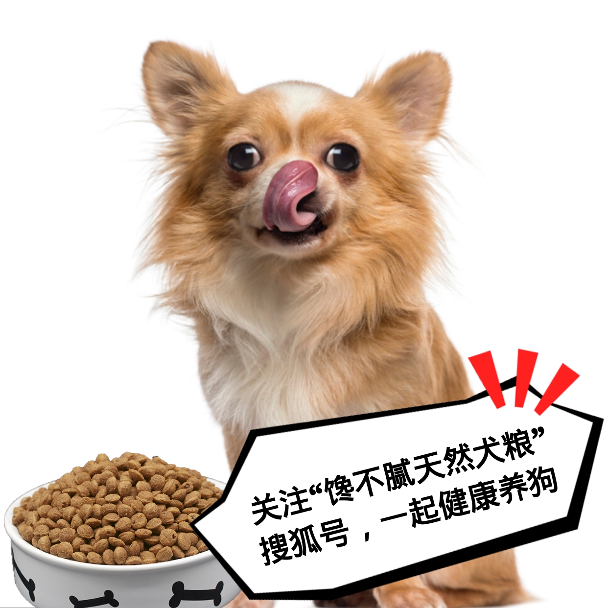 狗狗吃什么补钙