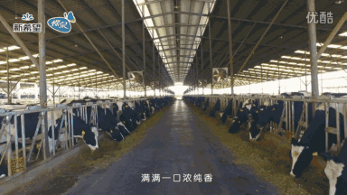 补钙什么最好
