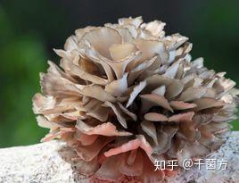 肝硬化腹水怎么补硒