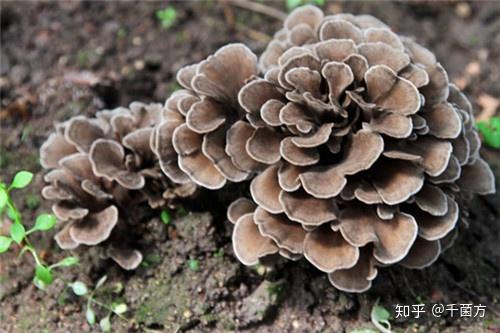 肝硬化腹水怎么补硒