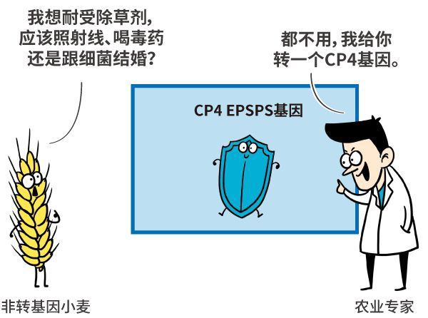 补硒对肠胃好吗女性