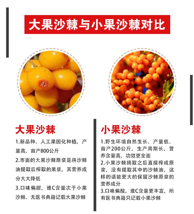 为什么补硒首选沙棘