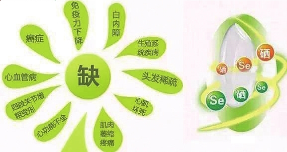 补硒要搭配什么食物