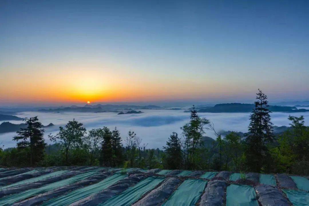 什么茶补硒最好最快