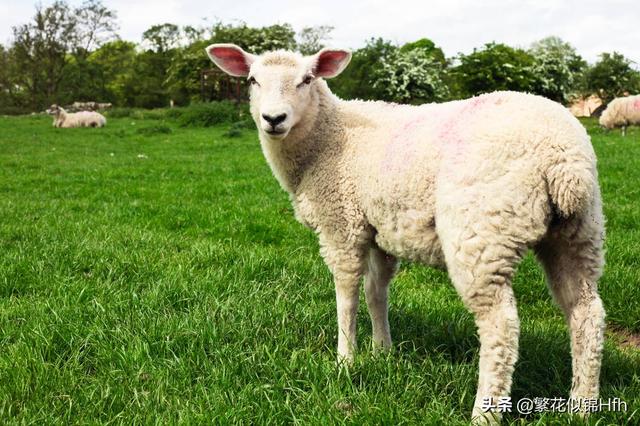 家禽补硒的最佳方法