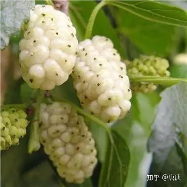 桑葚听说补硒功效好