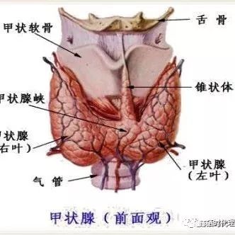 甲状腺功能不好补硒