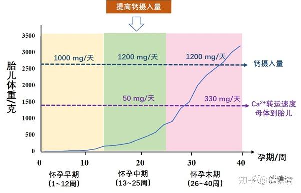 孕中期补钙