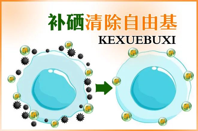 补硒防癌药物有哪些