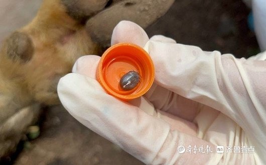 羔羊出生后几天补硒