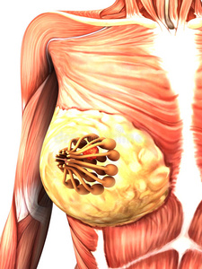 补硒导致乳腺增生吗