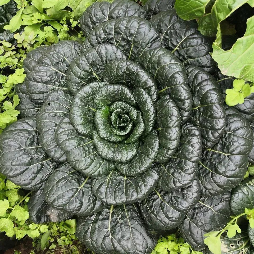 补钙的食物有哪些菜