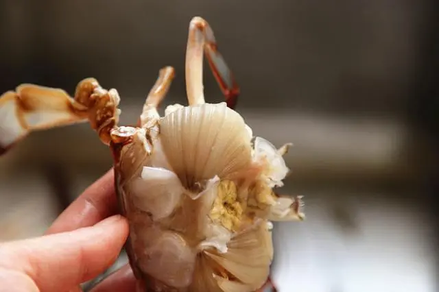螃蟹壳补钙吗