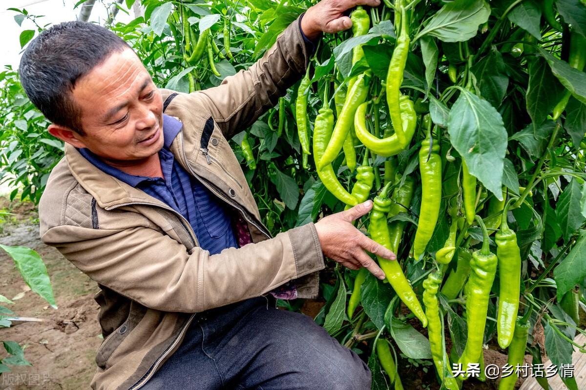 怎么给蔬菜补硒肥料
