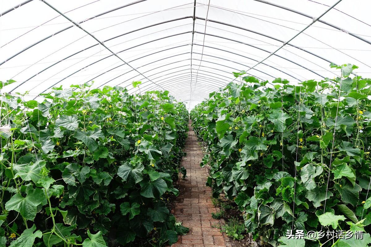 怎么给蔬菜补硒肥料