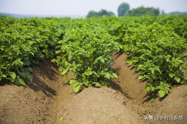 怎么给蔬菜补硒肥料
