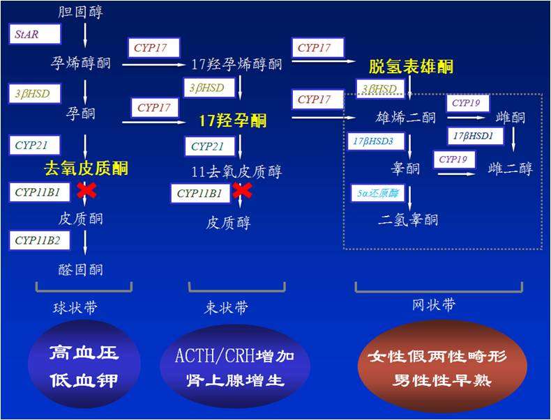 补硒会引起血压升高