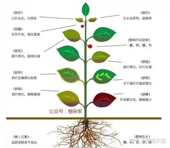 钾是微量元素吗