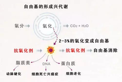 补硒对高血压的原理