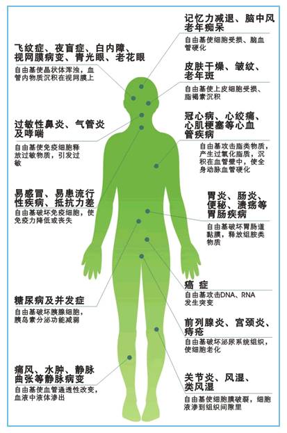 补硒对高血压的原理