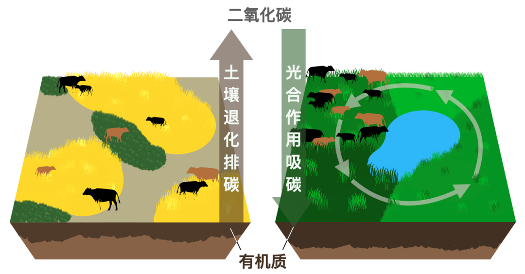 如何科学补钙