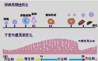 多少岁补硒合适女性