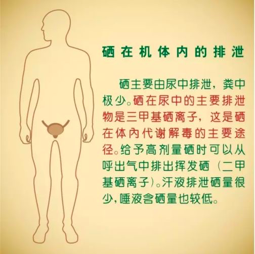 每天少量补硒可以吗