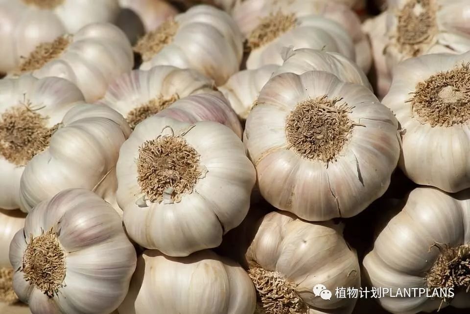 吃啥补硒好处和坏处