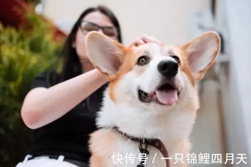 狗吃什么补钙