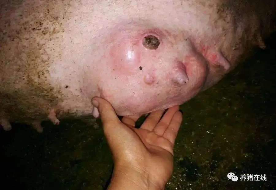 哺乳母猪补硒的方式